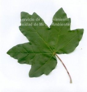 Acer campestre