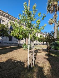 Acer platanoides