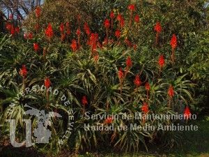 Aloe arborescens