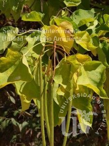 Catalpa bignonioides