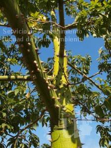Ceiba insignis