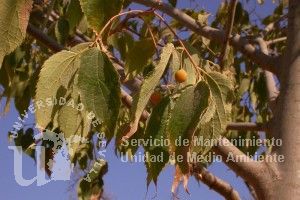 Celtis australis