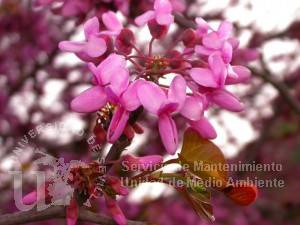 Cercis siliquastrum