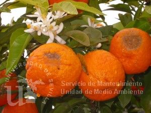 Citrus aurantium