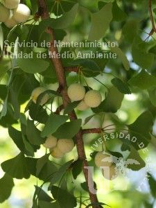 Ginkgo biloba