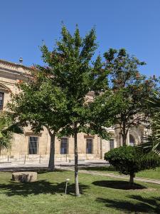 Ginkgo biloba