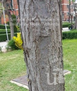 Gleditsia triacanthos var. inermis