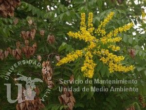Koelreuteria paniculata
