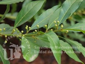 Laurus nobilis
