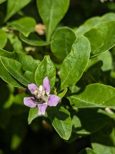 Lycium barbarum