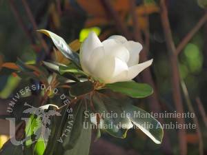 Magnolia grandiflora