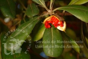Pittosporum tobira