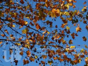 Platanus x hispanica