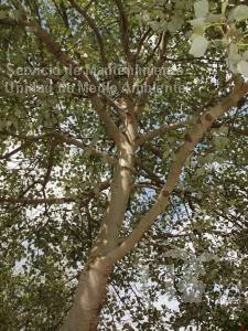 Populus alba
