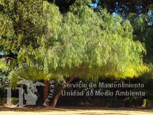 Schinus molle
