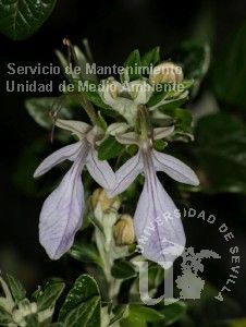 Teucrium fruticans
