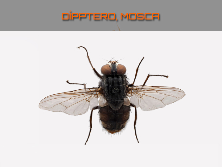 diptero mosca