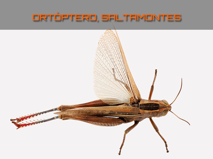 diptero mosca