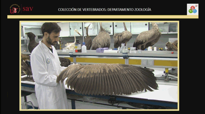 vertebrados